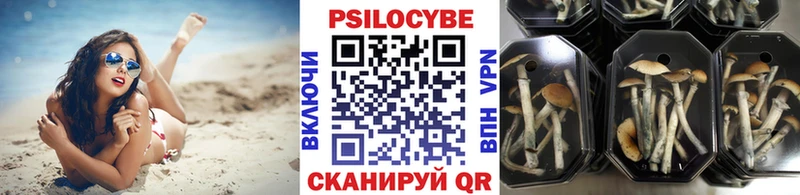 Псилоцибиновые грибы Psilocybine cubensis  Домодедово 